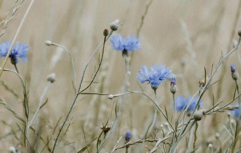 Meadow rose field