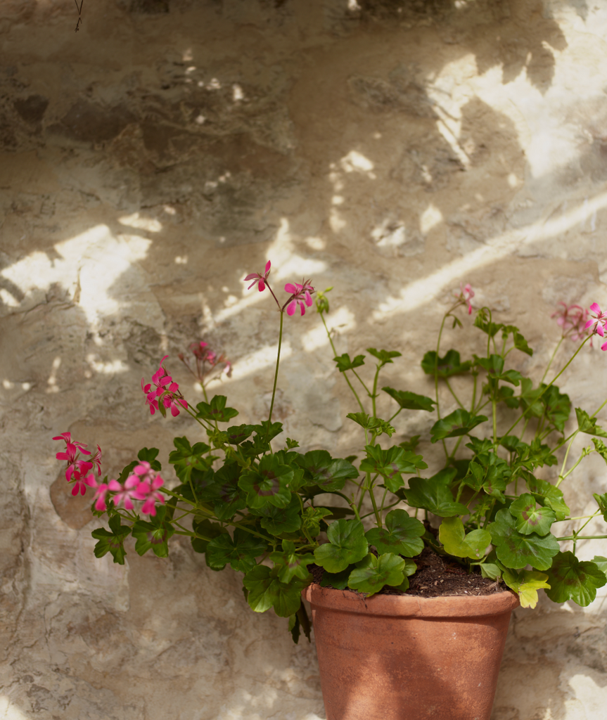 geraniums