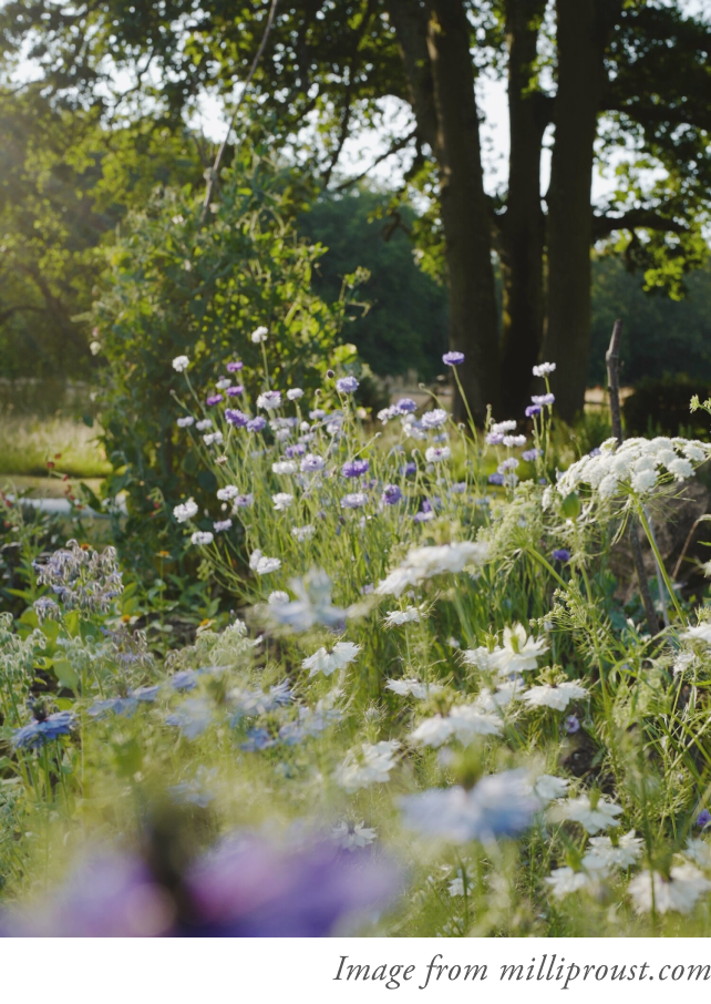 cornflowers in garden