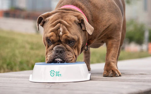 Cooling water bowl for refreshing hydration