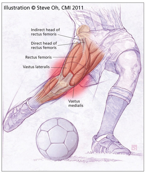 muscles utilisés dans les tirs