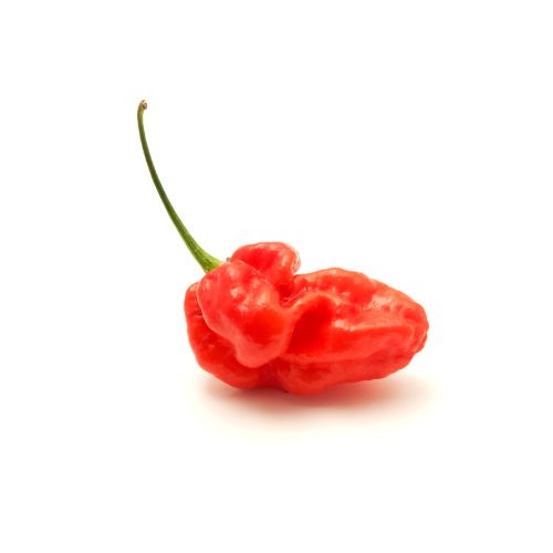 Piment_Dragon_s_Breath_echelle_de_Scoville