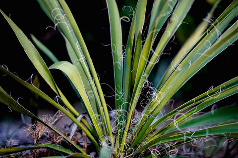 When Plants Attack!