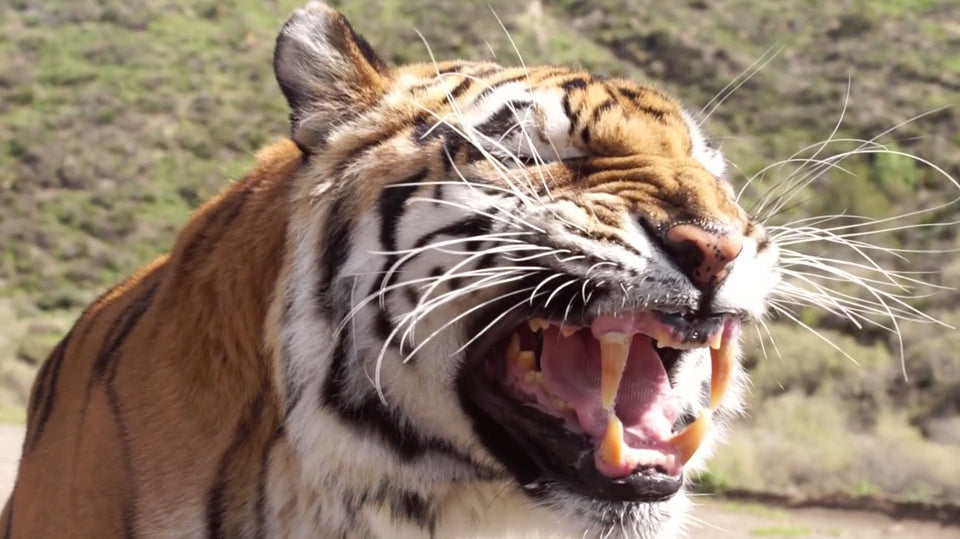 bengal tiger roaring