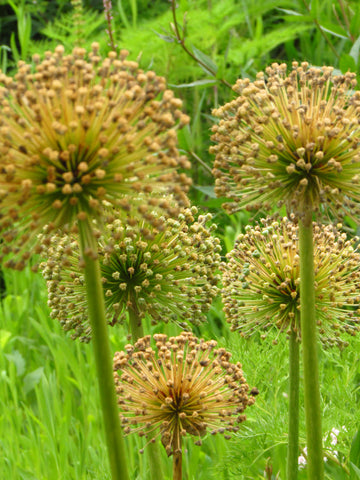 Allium heads