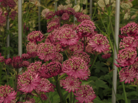 Astrantia