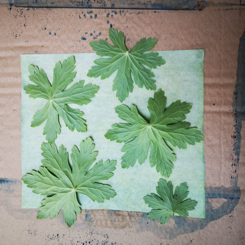 Laying out leaves on cyanotype paper