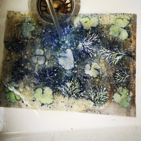 rinsing cyanotype under water