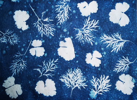 Cyanotype print