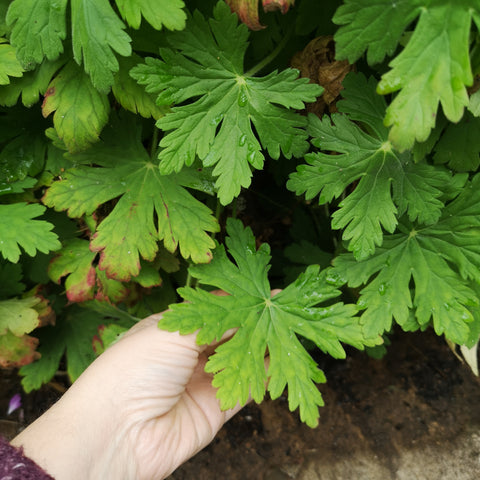 picking geranium leaves