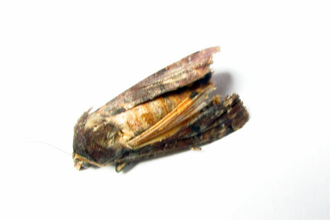 Large Yellow Underwing