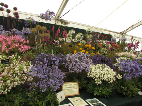 Tatton park display