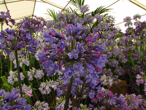 agapanthus