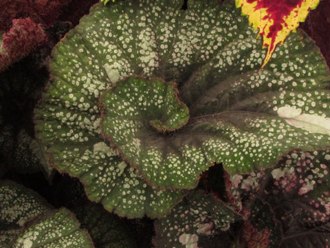 Begonia leaf