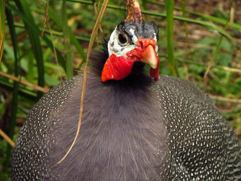 harewood guinea fowl