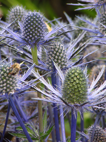 Sea Holly heads