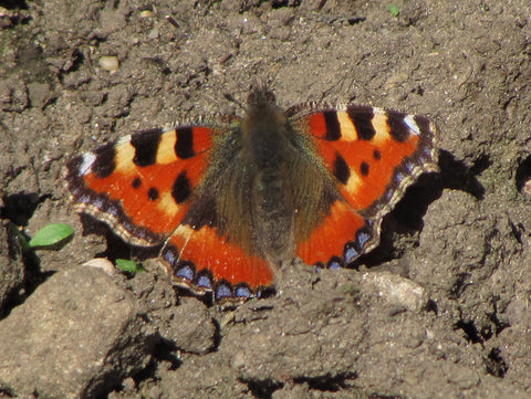 tortoiseshell butterfly