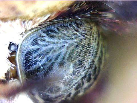 Large Yellow Underwing eye