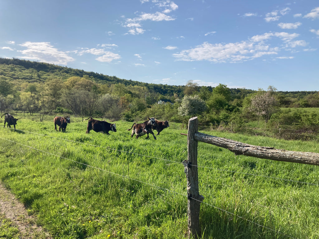 Cows frolicking in a green pasture