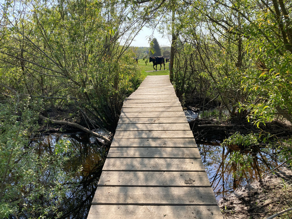 Bridge over a creek with a cow on the other side