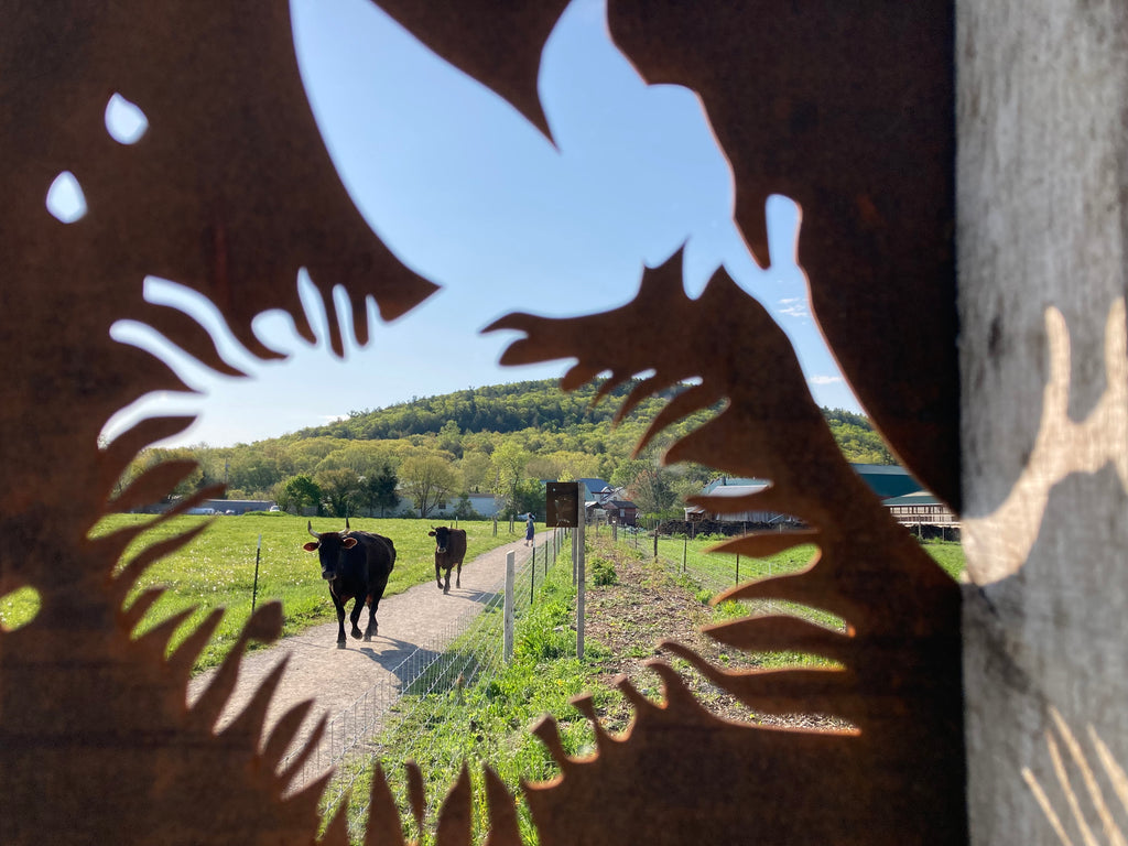 View of cows walking down the road through a cut out in an iron fence