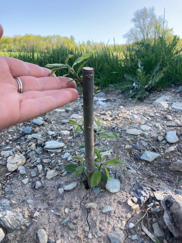 Hand gesturing to a freshly planted willow sprig