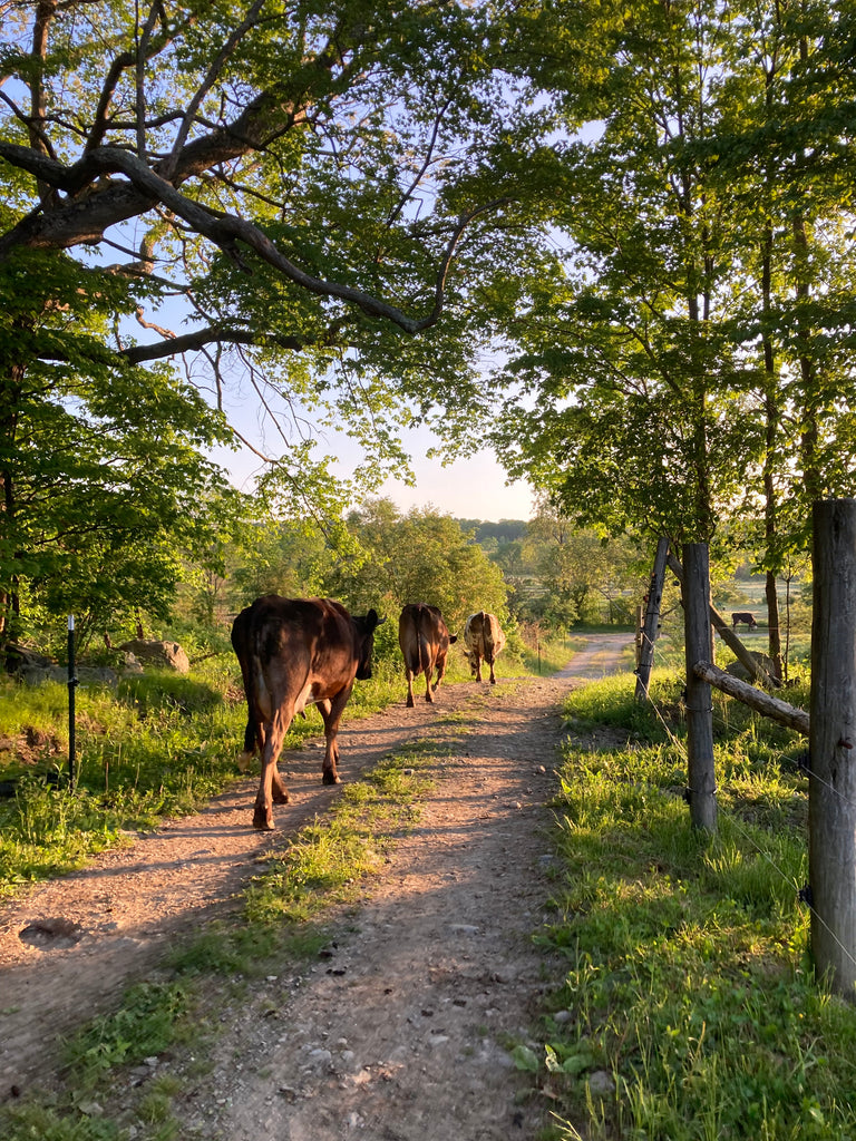 Cows walking down a dirt road in the golden hour