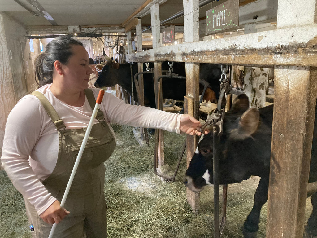 Woman tending to a cow in a barn