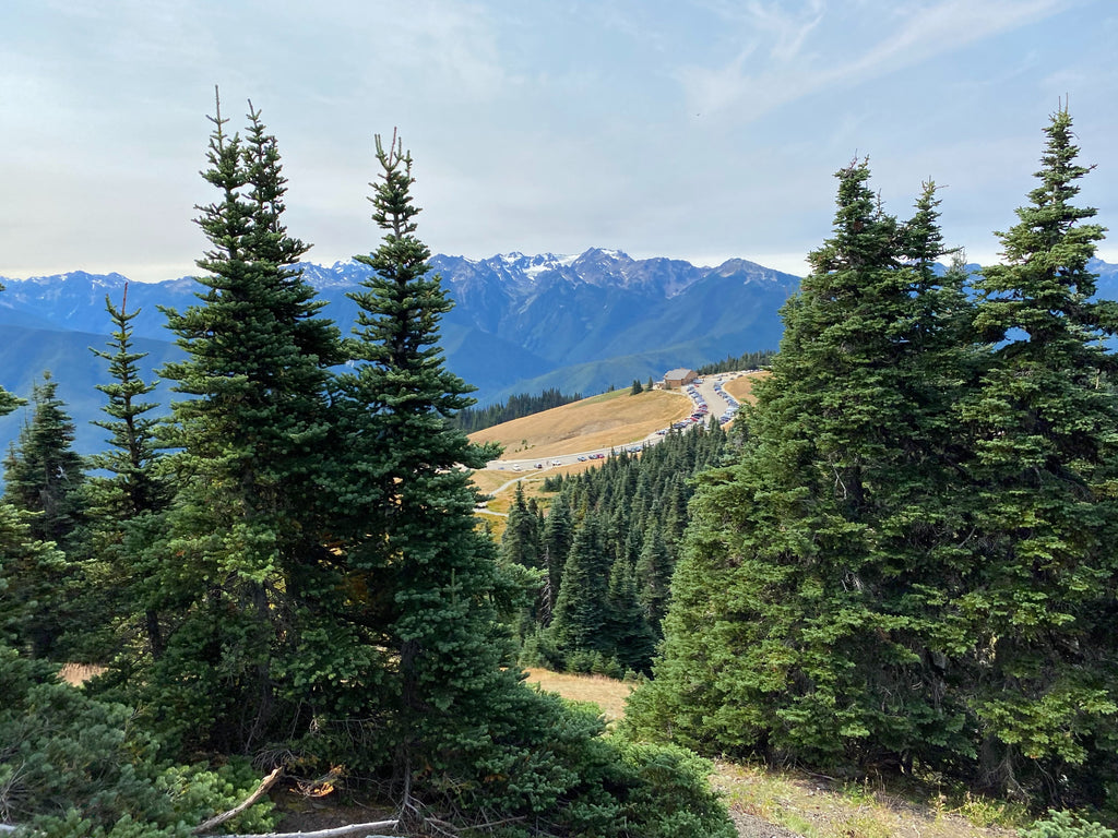 Trees and mountains of Hurricane Ridge in Olympic National Park