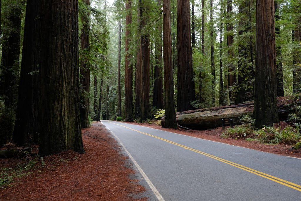  Highway through the Redwood giants, the perfect west coast weekend getaway