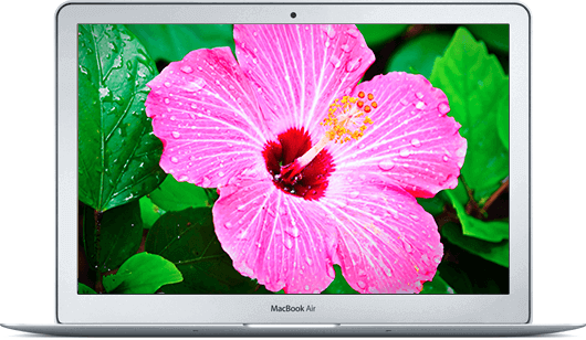 Pink Hibiscus Mac OS