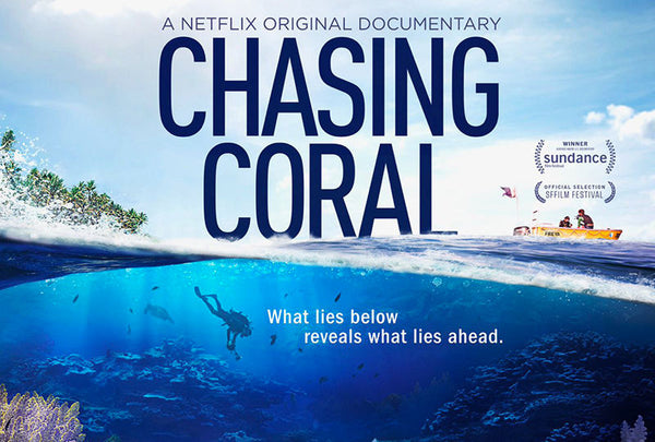 Chasing Coral Documentary | Best Documentaries About Sustainability | Documentaries | Ecoblog | Friendly Turtle
