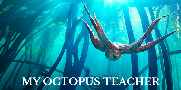 My Octopus Teacher Best Documentary About Sustainability | Documentaries | Ecoblog | Friendly Turtle
