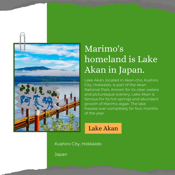 Marimo's homeland is Lake Akan in Japan