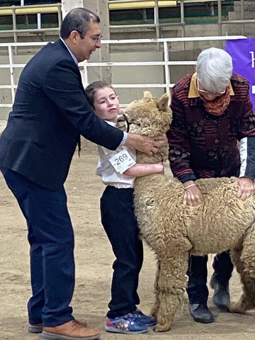 Vincent in the youth ring with his alpaca "charmed".