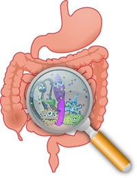 Intestines and bacteria