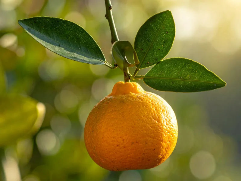 Minneola Tangelos Pollination