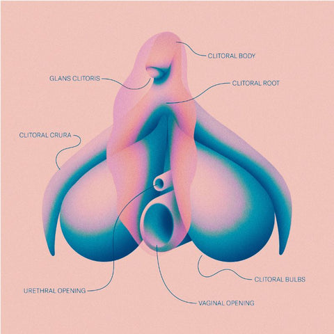 Key Parts of the Clitoris