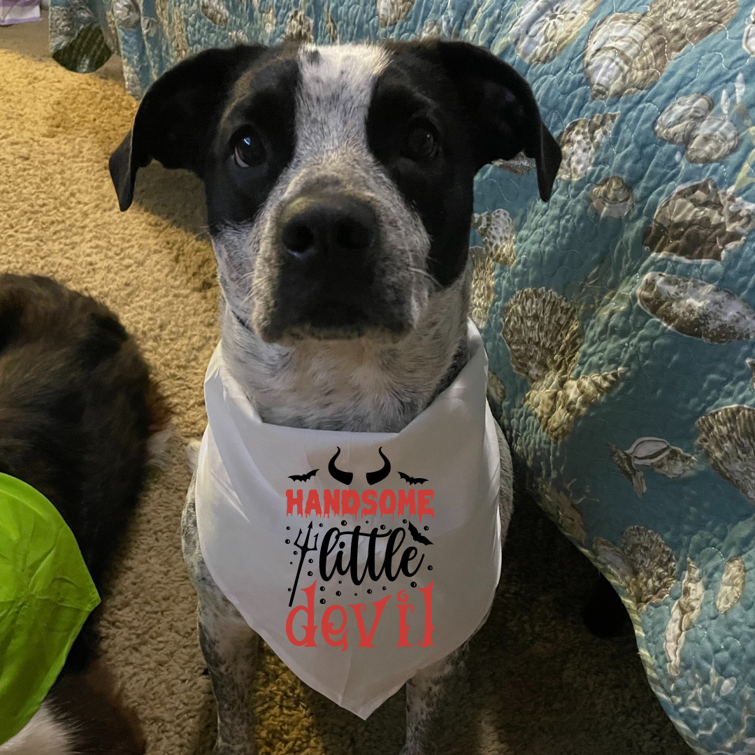 Handsome Little Devil - Bandana