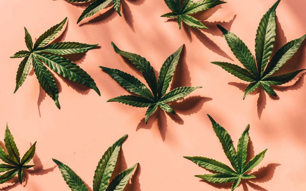 Cannabis CBD on valentines day improve sex effect