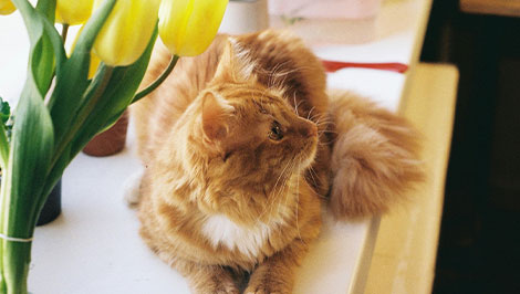 vividmoo-self-cleaning-cat-litter-box-plants5.jpg__PID:67a33056-181d-4051-9a06-02e555dd7140