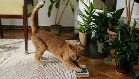 vividmoo-self-cleaning-cat-litter-box-plants7.jpg__PID:922967a3-3056-481d-8051-da0602e555dd