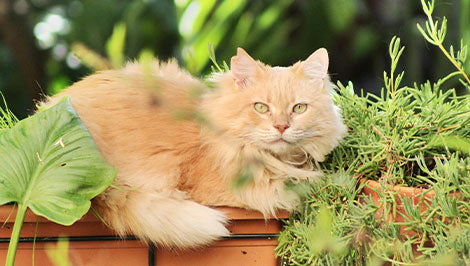 vividmoo-self-cleaning-cat-litter-box-plants8.jpg__PID:8d922967-a330-4618-9d80-51da0602e555