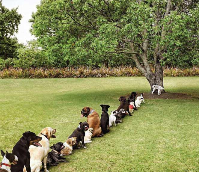 Dogs lining up to pee on a tree
