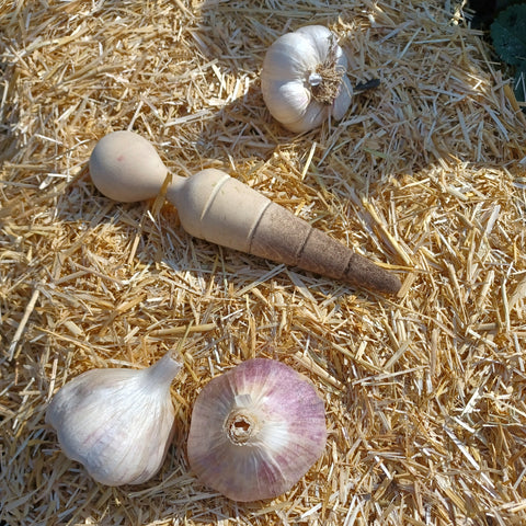 Garden Dibber from GrowOya.com on a bed of Garden Straw from GrowOya.com with three bulbs of garlic