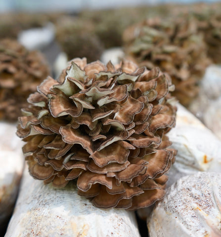 maitake mushroom