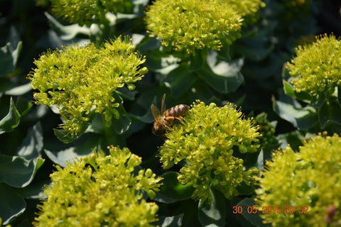 rhodiola rosea