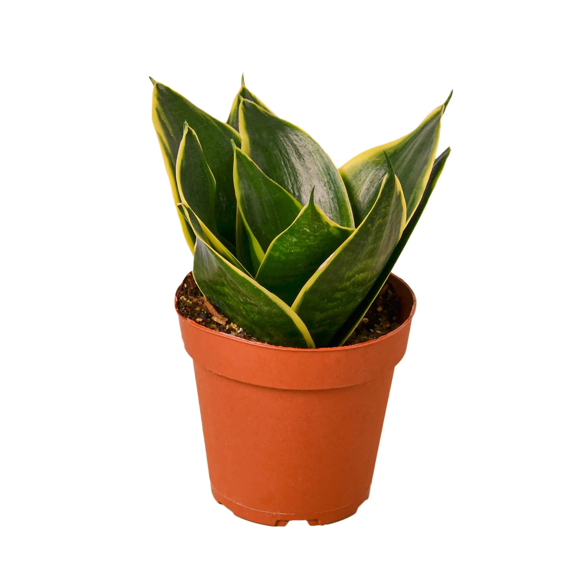 Snake Plant 'Emerald Star'