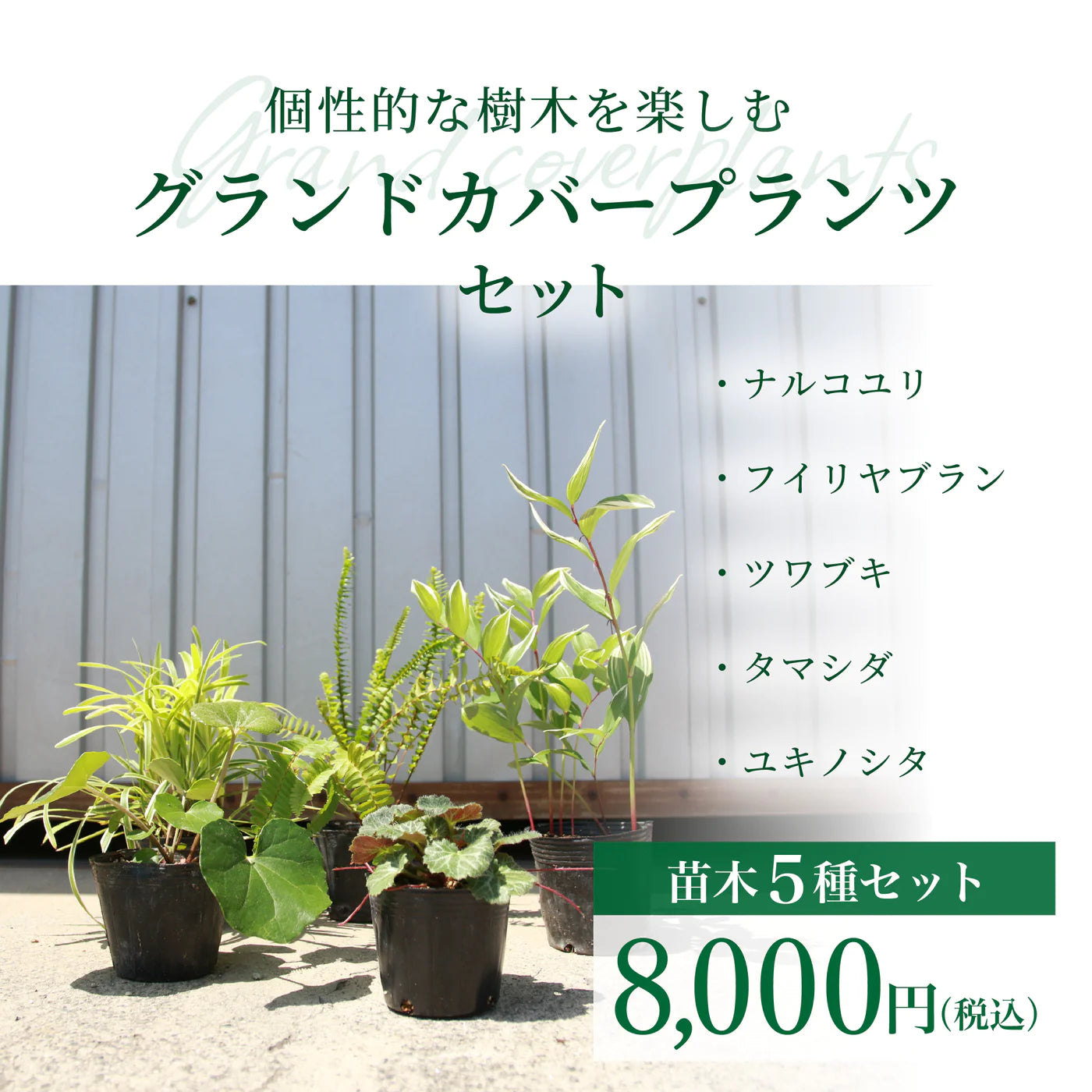 苗木セット＜カラーリーフプランツ5種セット＞