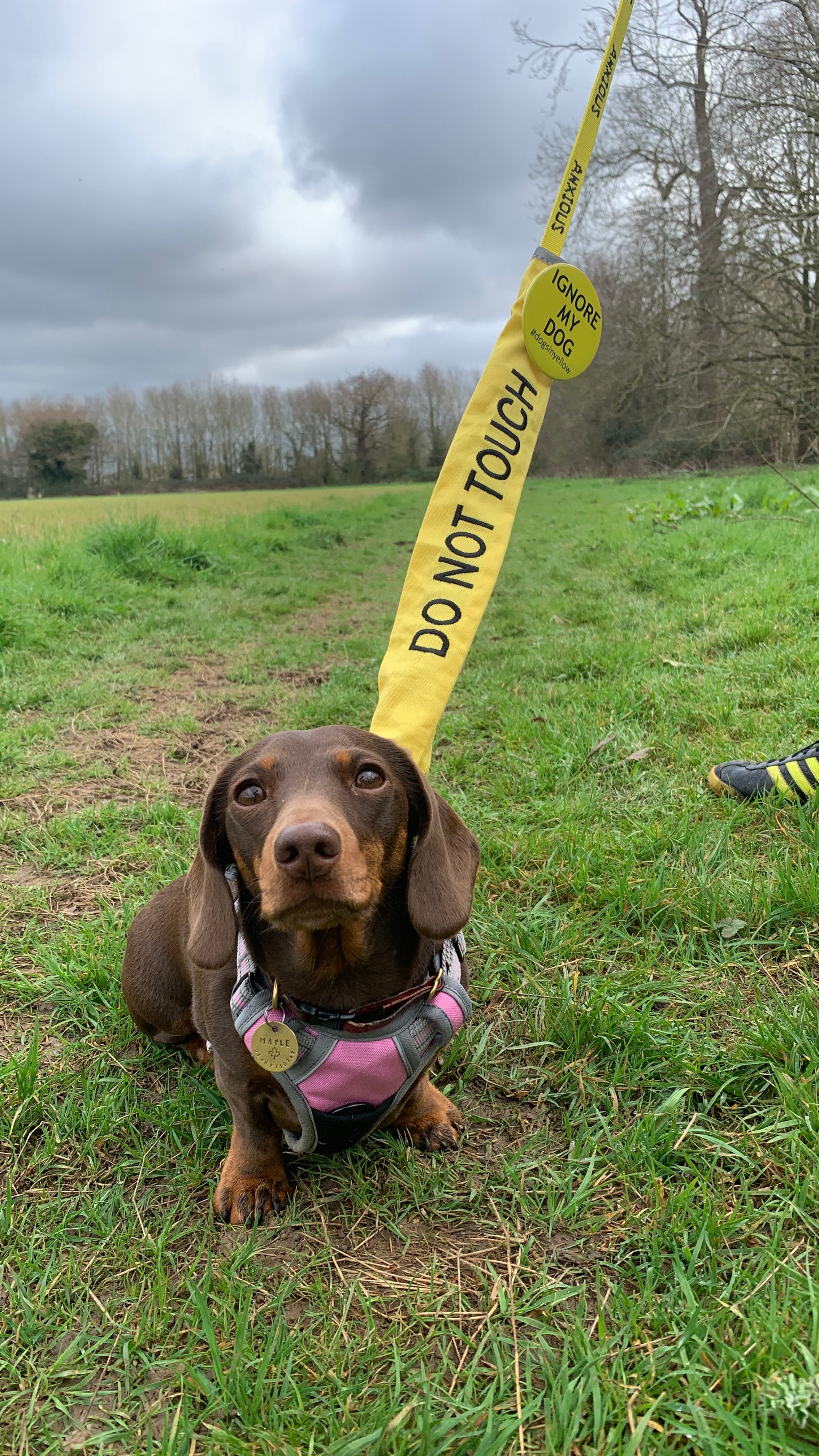 a happy Dachund on a walk in a pink harness along with a bright yellow lead and sleeve which shows the words "do not touch"